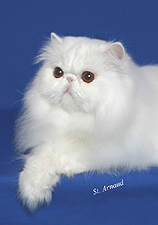 16_dlfkatz whiteout